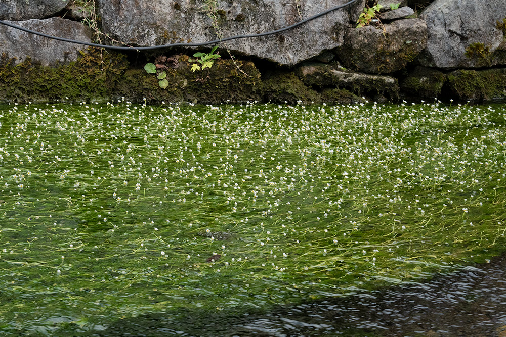 地蔵川の梅花藻（7月下旬～8月下旬にかけて見ごろ）